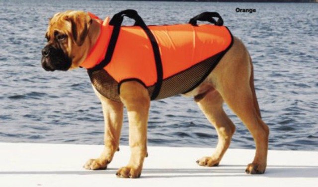 hunde rednignsvest til hund